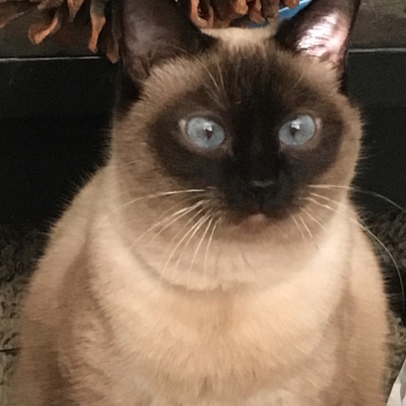 Meet your Posher, Peanutbutterbaebae - Picture 1 of 2